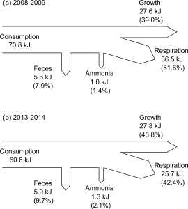 Physiological processes and gross energy budget of the submerged longline-cultured Pacific oyster Crassostrea gigas in a temperate bay of Korea 이미지