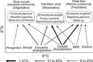 Isotopic variation of macroinvertebrates and their sources of organic matter along an estuarine gradient 이미지
