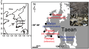 Recovery of Macrobenthic Food Web on Rocky Shores Following the Hebei Spirit Oil Spill as Revealed by C and N Stable Isotopes 이미지