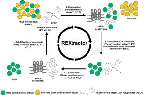Repeated Recovery of Rare Earth Elements Using a Highly Selective and Thermo-Responsive Genetically Encoded Polypeptide