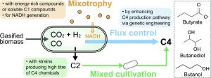 175. Acetogen and acetogenesis for biological syngas valorization