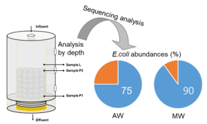 179. Prevalence of Escherichia coli in electrogenic biofilm on activated carbon in microbial fuel cell