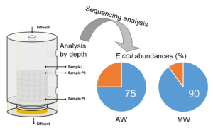 178. Prevalence of Escherichia coli in electrogenic biofilm on activated carbon in microbial fuel cell