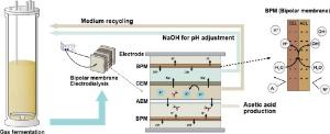 182. A sustainable bioprocessing system leveraging gas fermentation and bipolar membrane electrodialysis system for direct recovery of acetic acid